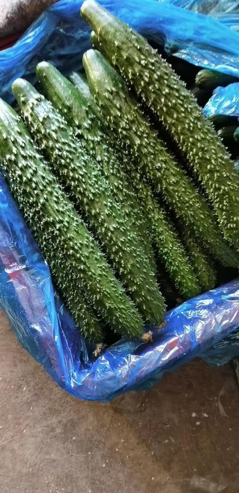 密刺油亮黄瓜大量上市专业代办全国发货可视频看