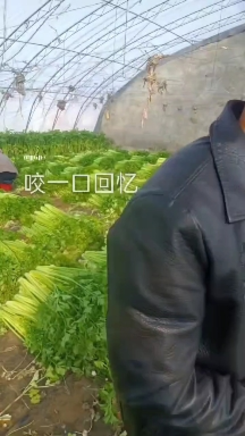 银川西芹