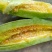 山东潍坊羊角蜜甜瓜大量上市