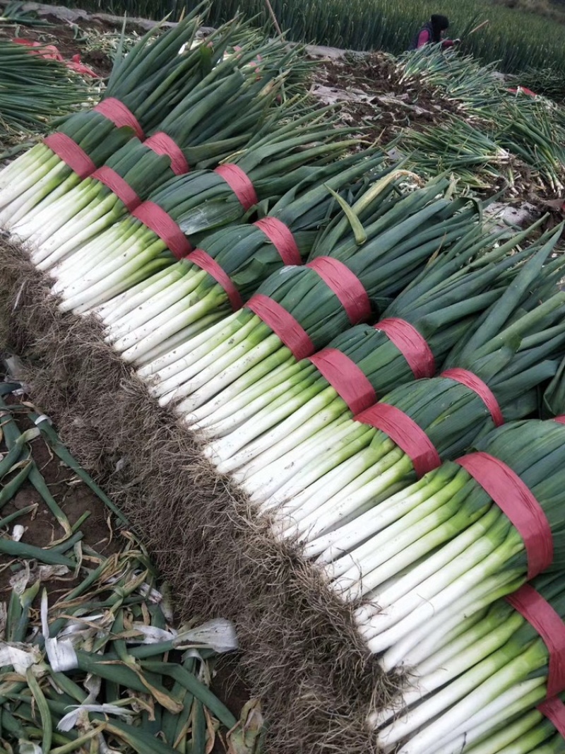 河北大葱，长白大葱基地稳定货源，大量有货质量保证