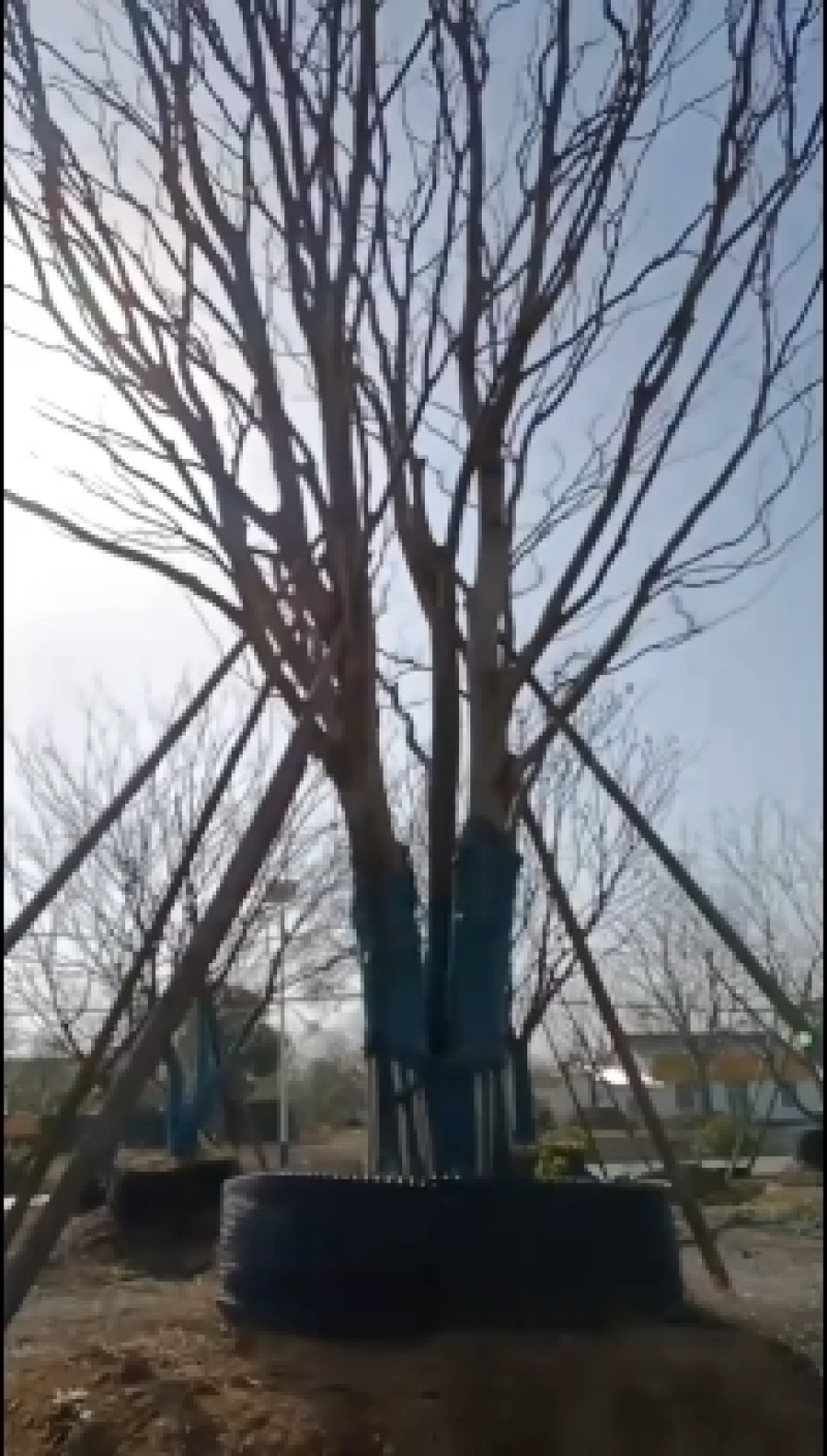 丛生榉树拼栽的大量供应，树优价低，诚信经营，欢迎购