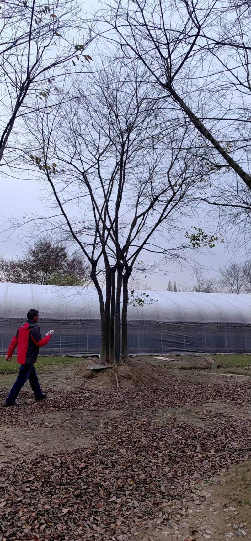 丛生榉树拼栽的大量供应，树优价低，诚信经营，欢迎购