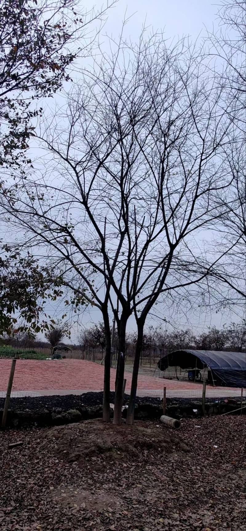 丛生榉树拼栽的大量供应，树优价低，诚信经营，欢迎购