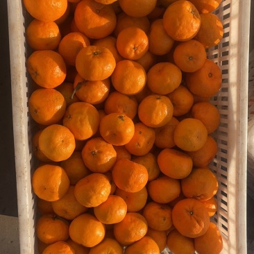 蓬柑，大量供应，通货，精品，代办