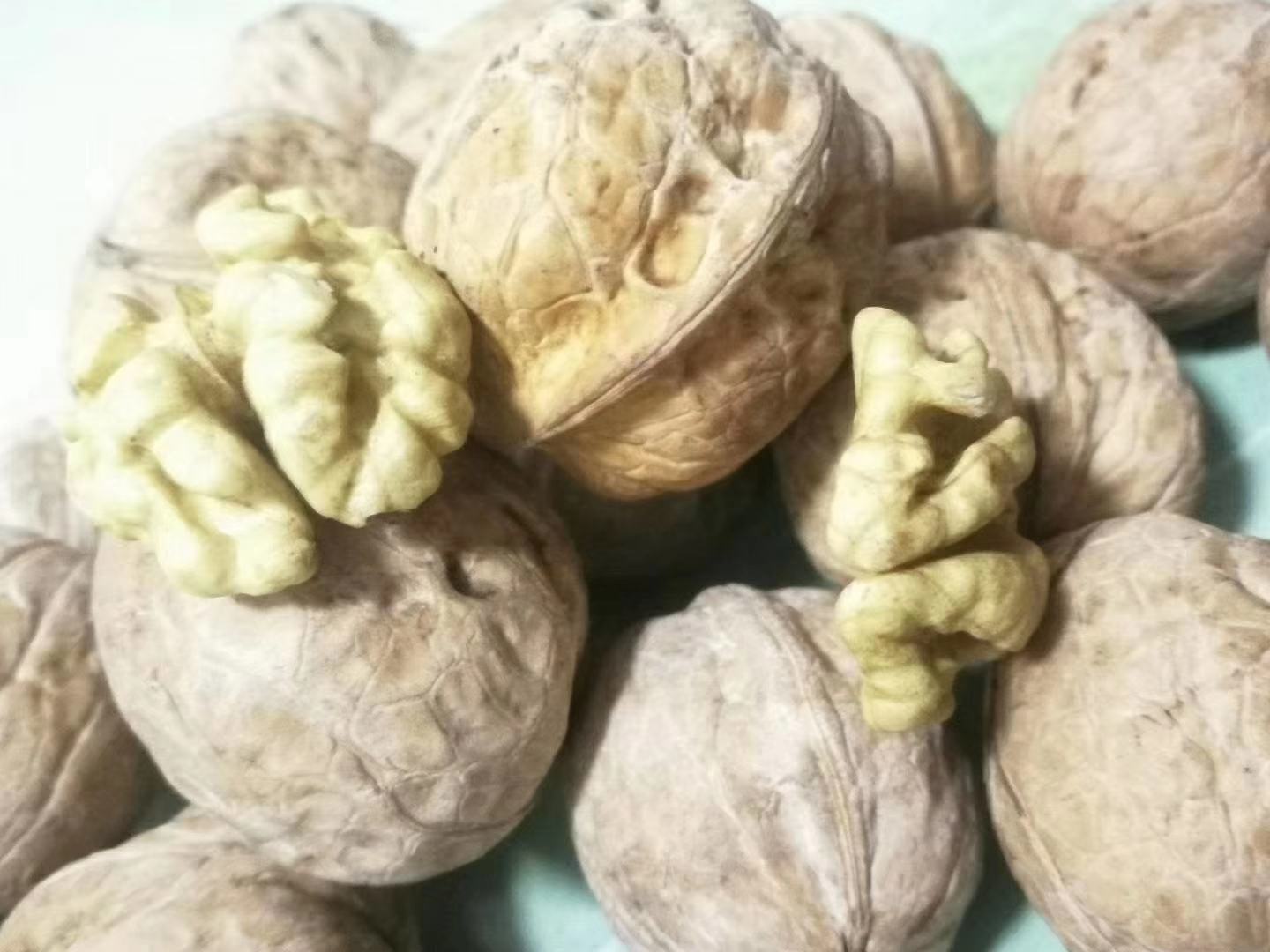 核桃变质对比图