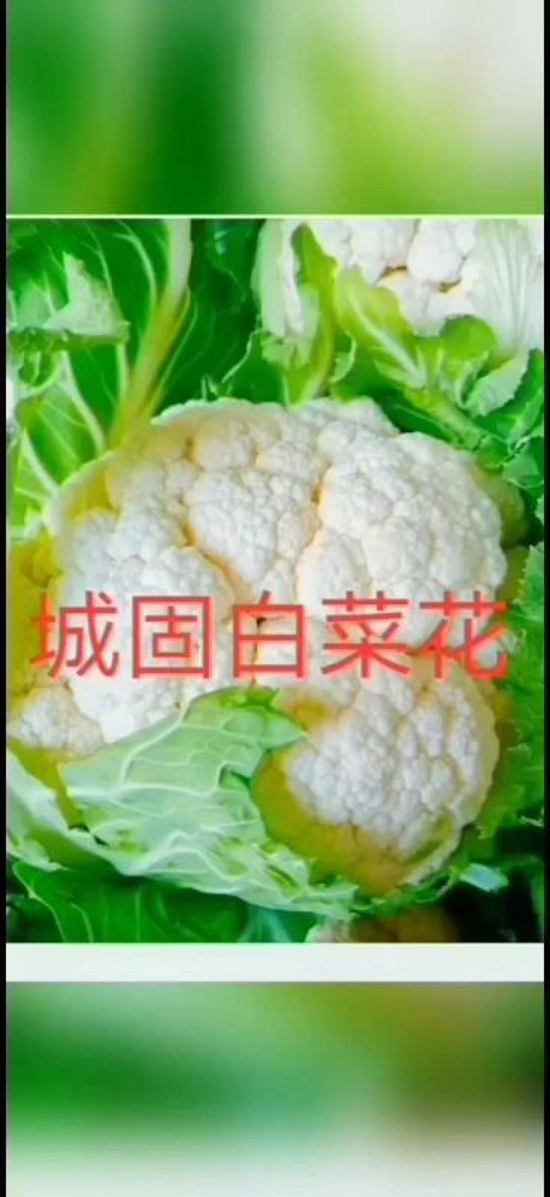 【陕西汉中菜花】乳白紧花产地直供商超加工保正质量全国发货