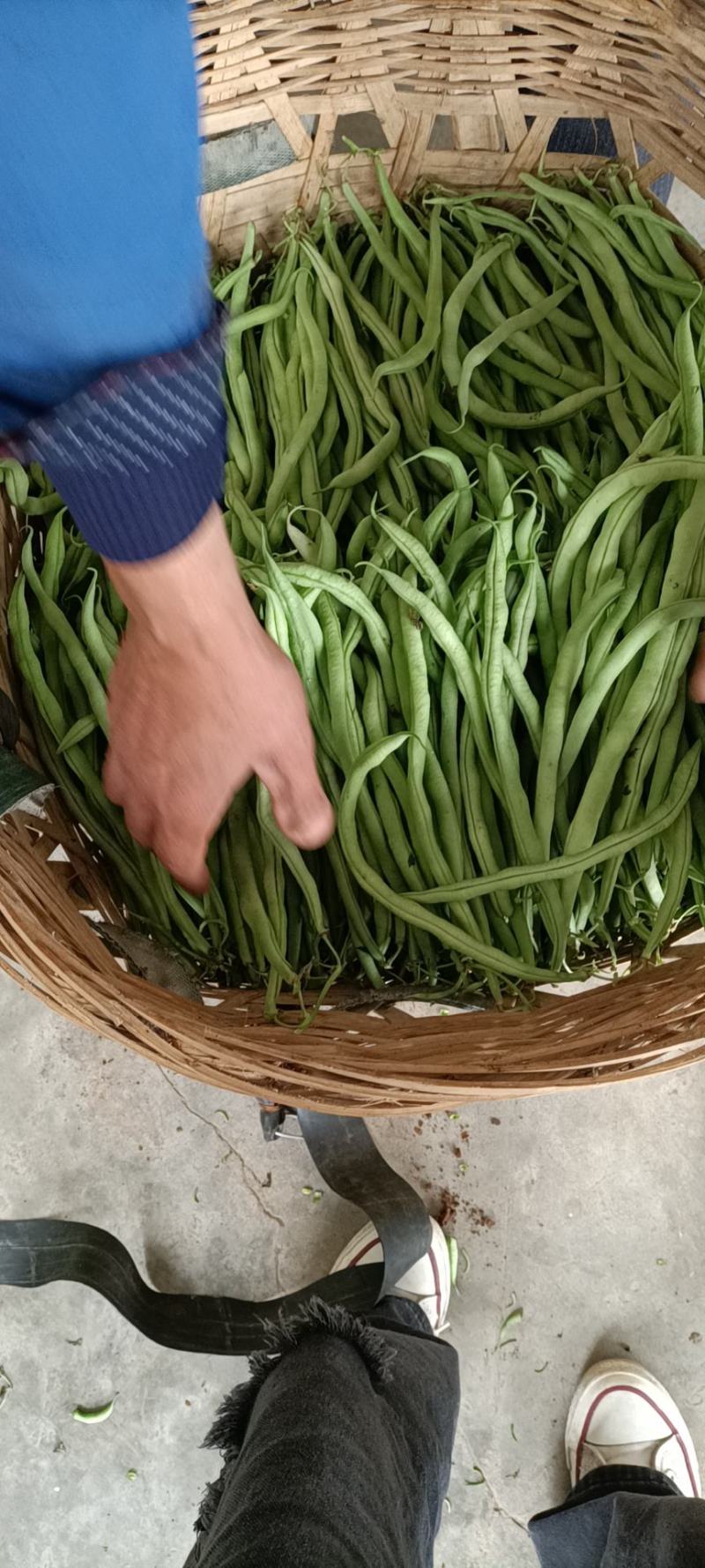 四川夹江无经豆大量上市了，一手货源，产地直发。