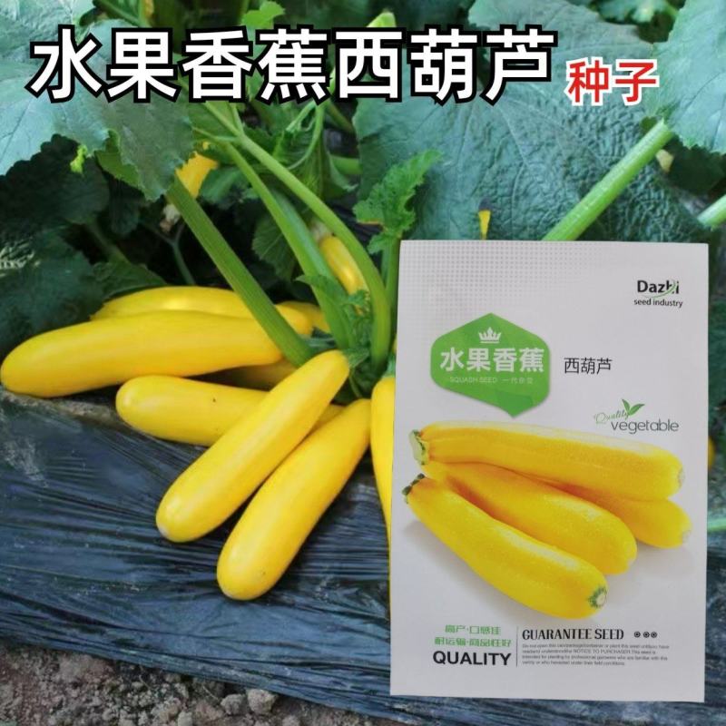 水果型香蕉西葫芦种子能生吃黄色西葫芦种籽春季四季蔬菜