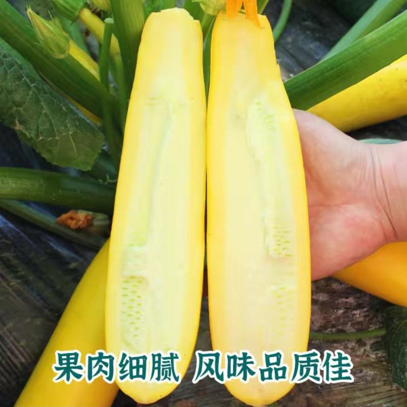 水果型香蕉西葫芦种子能生吃黄色西葫芦种籽春季四季蔬菜