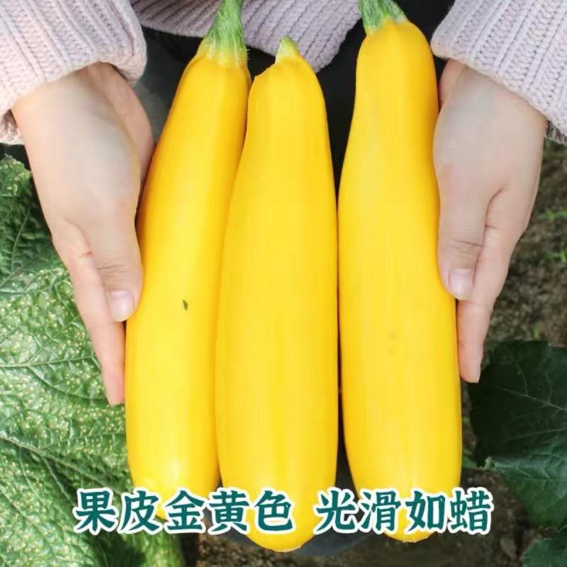 水果型香蕉西葫芦种子能生吃黄色西葫芦种籽春季四季蔬菜