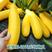 进口水果型香蕉西葫芦种子能生吃黄色西葫芦种籽春季四季蔬菜