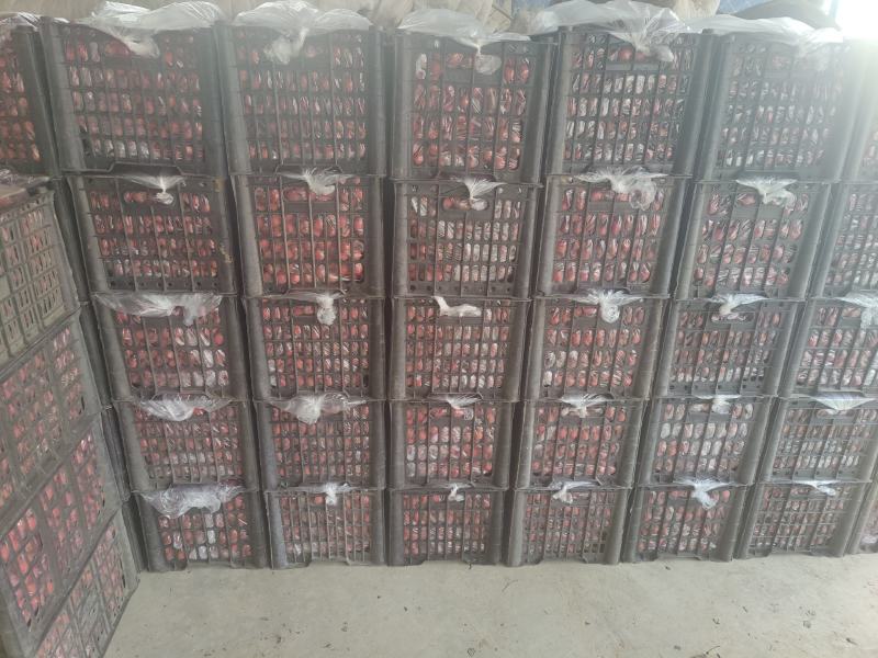 精品秋果，罐头果，量大价格低，食品厂加工的，冰糖葫芦的都