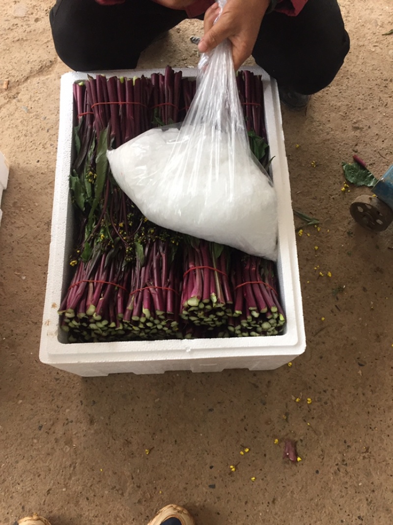 新鲜红菜苔大量上市湖北当阳合作社直供质优价廉