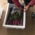 新鲜红菜苔大量上市湖北当阳合作社直供质优价廉
