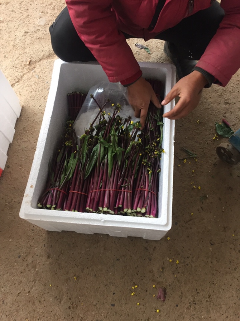 新鲜红菜苔大量上市湖北当阳合作社直供质优价廉
