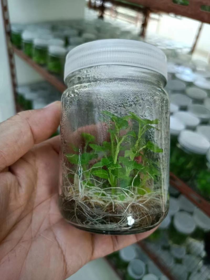 广藿香苗，藿香苗，组培苗，地苗，生长快，成活好，叶子青秀