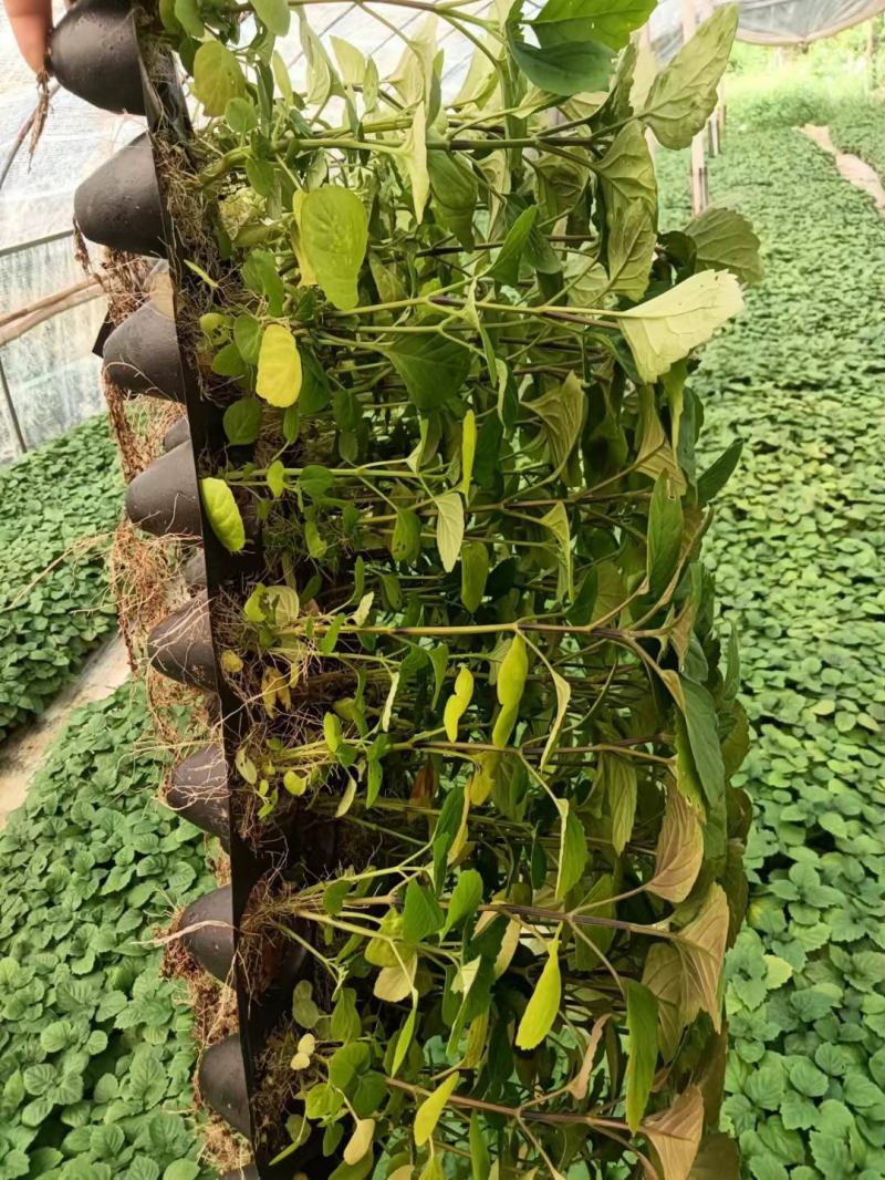 广藿香苗，藿香苗，组培苗，地苗，生长快，成活好，叶子青秀