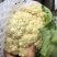 有机菜花菜松花大量上市湖北当阳合作社直供质优价廉