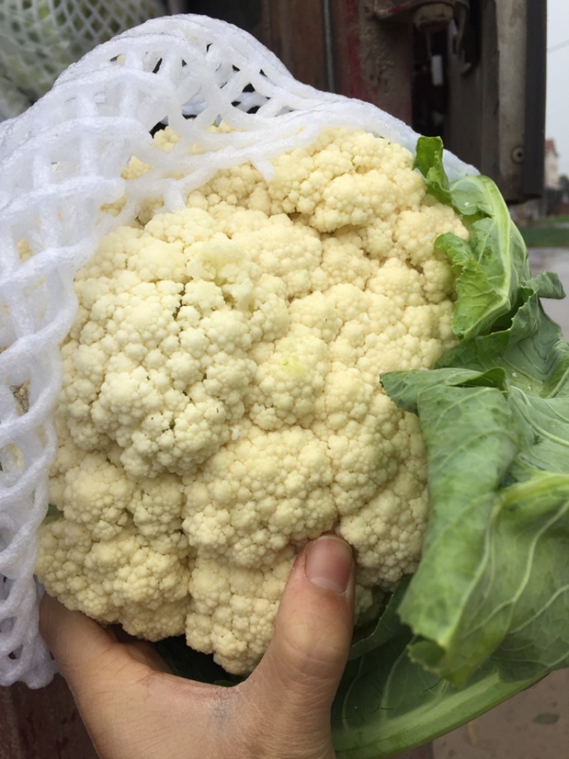 有机菜花菜松花大量上市湖北当阳合作社直供质优价廉
