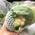 有机菜花菜松花大量上市湖北当阳合作社直供质优价廉