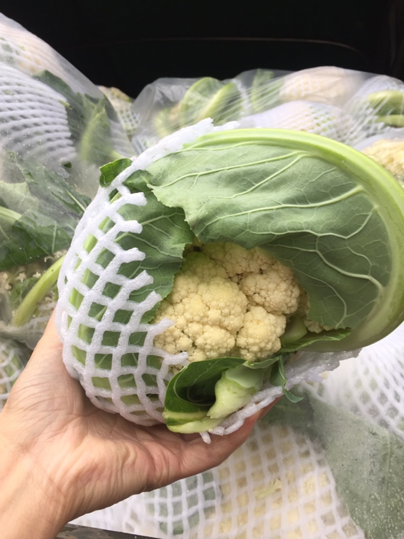 有机菜花菜松花大量上市湖北当阳合作社直供质优价廉