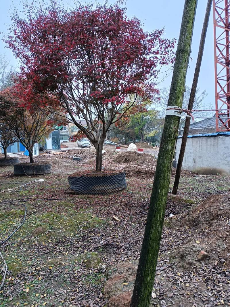 红枫，大量供应树优价低，诚信经营，欢迎合作