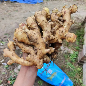 产地一手货源，精品黄姜，水洗黄姜………………