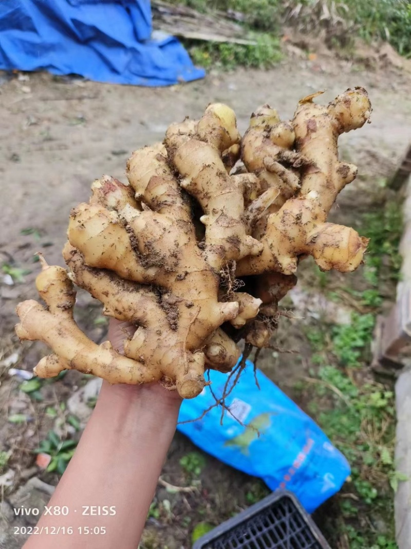 产地一手货源，精品黄姜，水洗黄姜………………