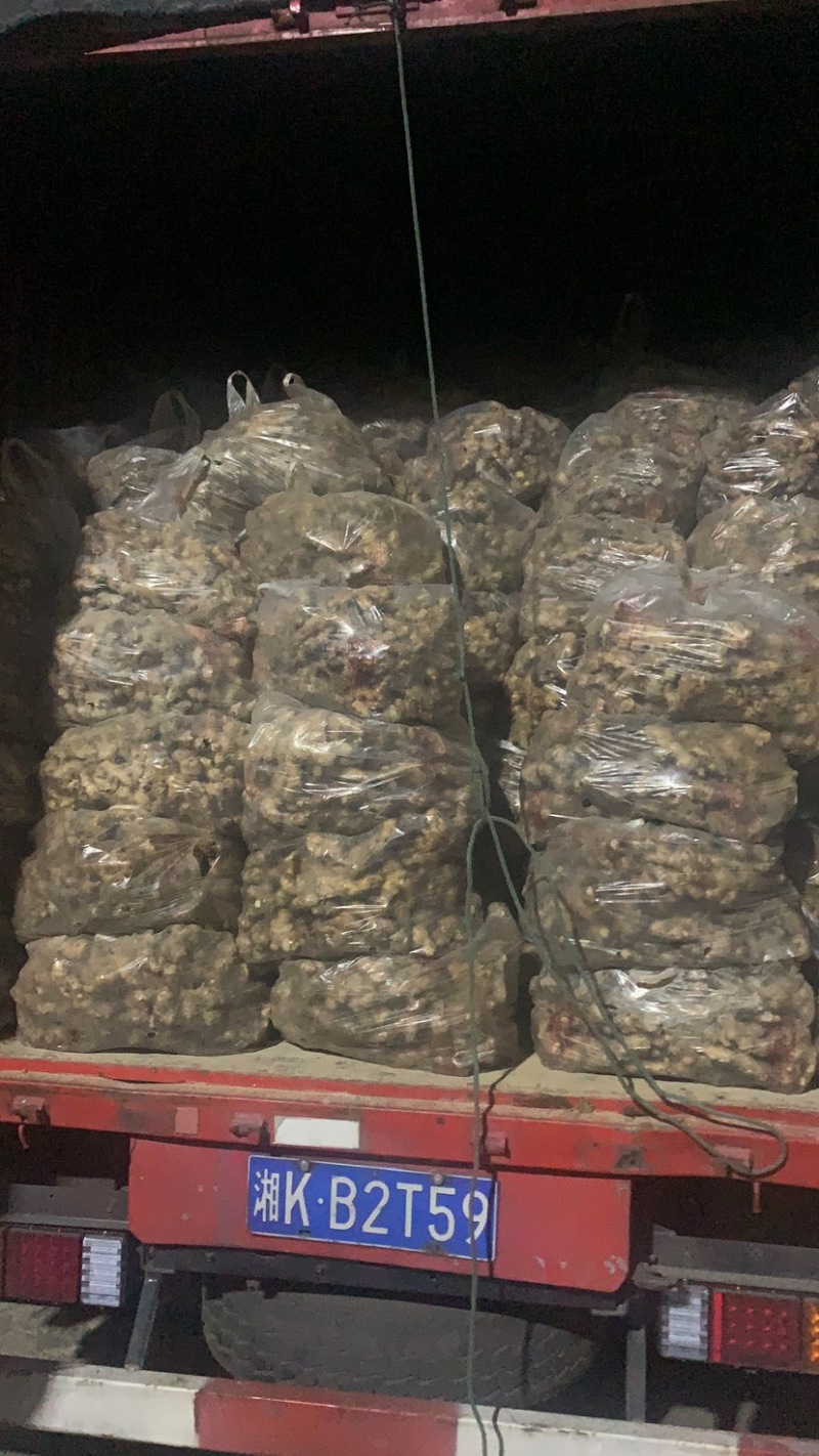 产地一手货源，精品黄姜，水洗黄姜………………