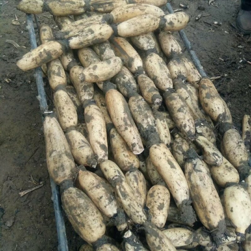 白连藕，，，，优质莲藕万亩基地。货源足。品质好。