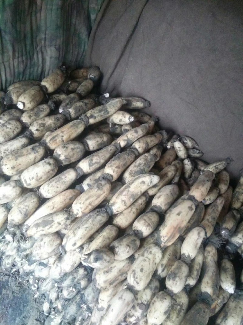 白连藕，，，，优质莲藕万亩基地。货源足。品质好。