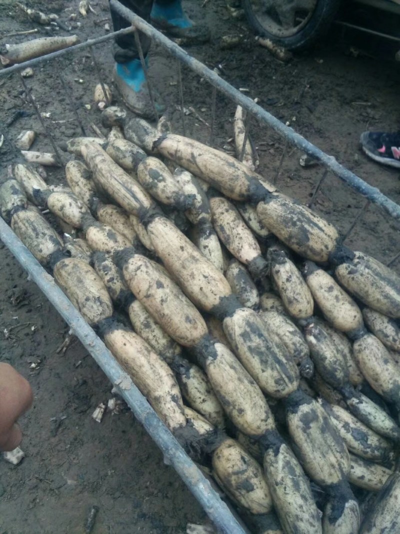白连藕，，，，优质莲藕万亩基地。货源足。品质好。