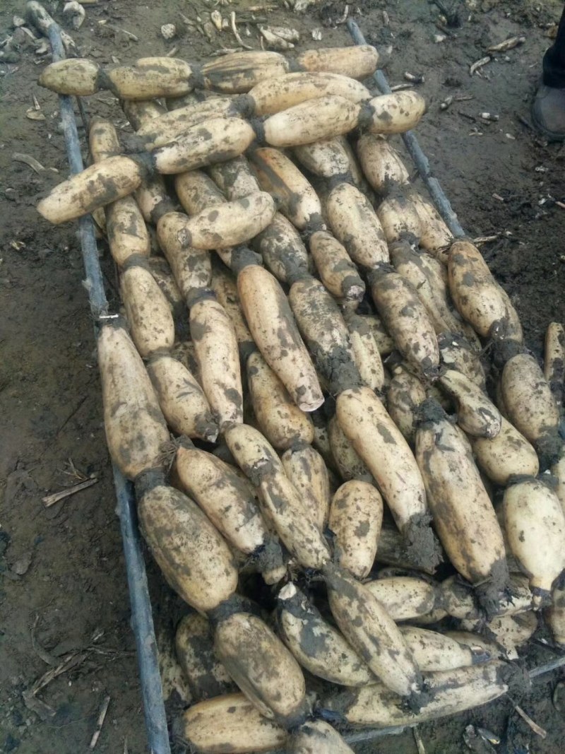 白连藕，，，，优质莲藕万亩基地。货源足。品质好。
