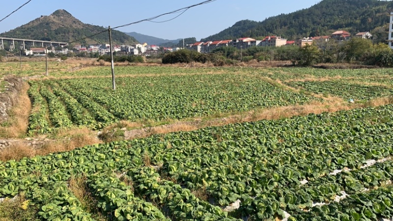 福建精品大白菜，大量供应，产地一手货源！！！！