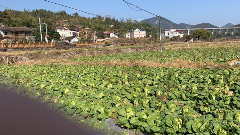 福建精品大白菜，大量供应，产地一手货源！！！！