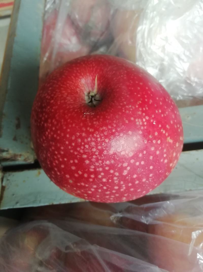 高山膜袋富士苹果，秦冠苹果，花牛苹果