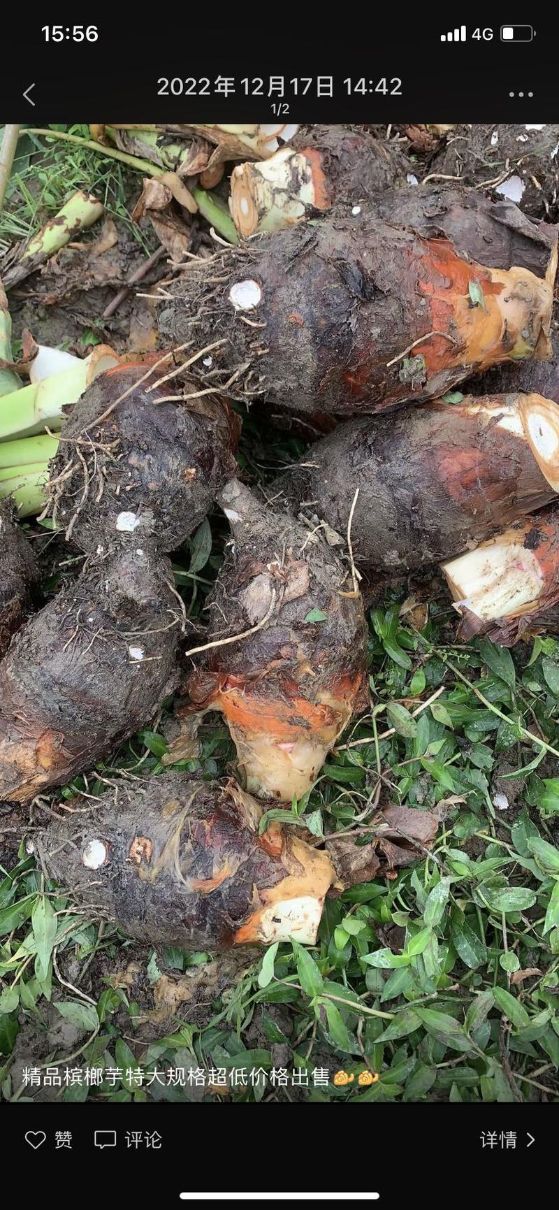 精品槟榔芋，大量供应，产地一手货源…………………………