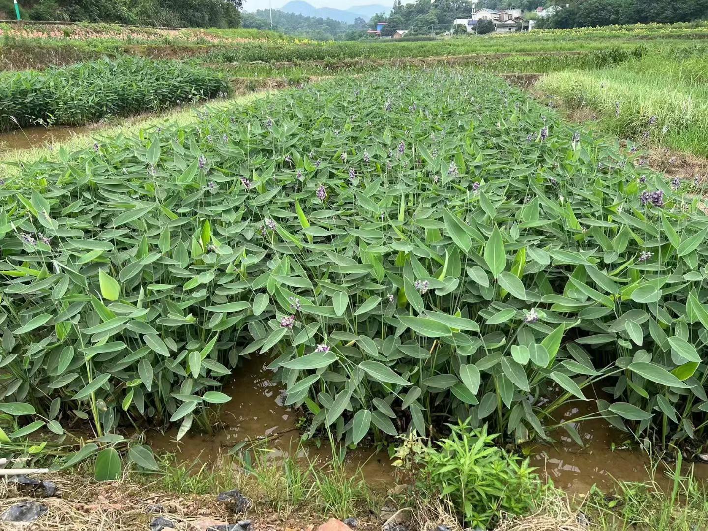 池塘水草类型识别图示