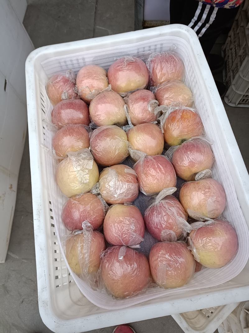 高山膜袋富士苹果，秦冠苹果，花牛苹果