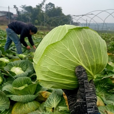 莲花白