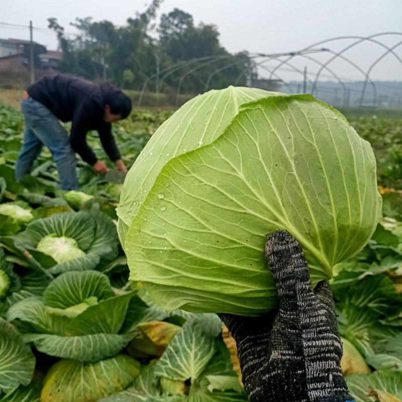 莲花白
