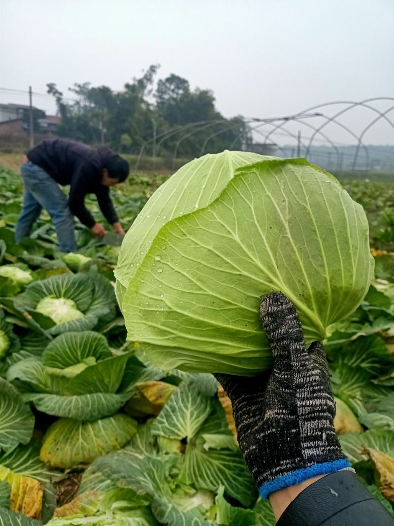 莲花白