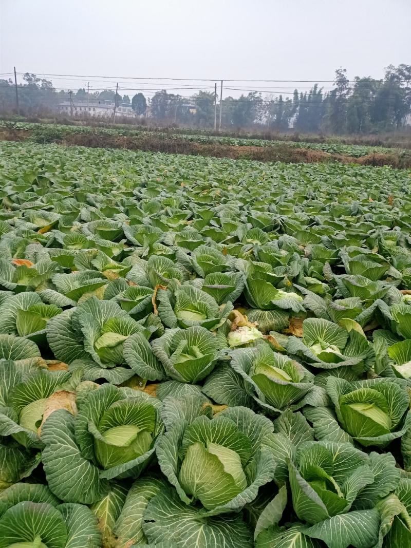 莲花白