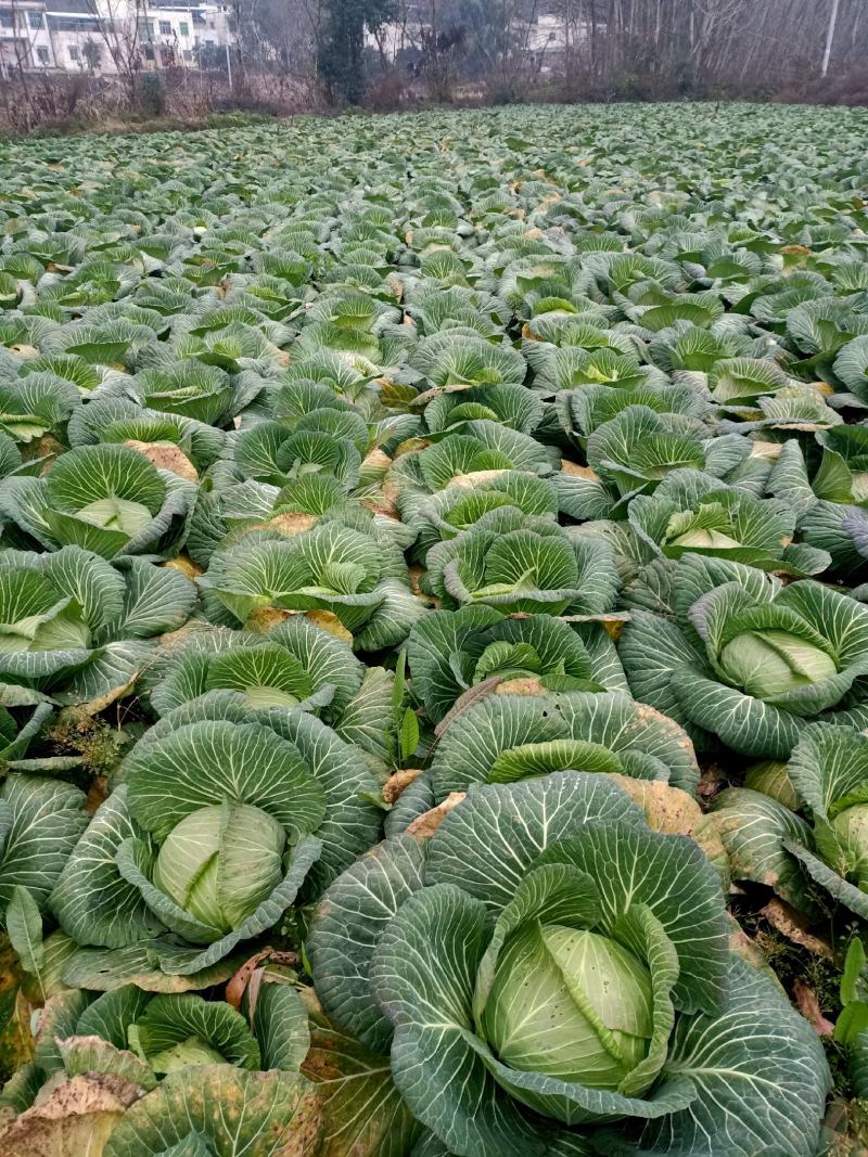 莲花白