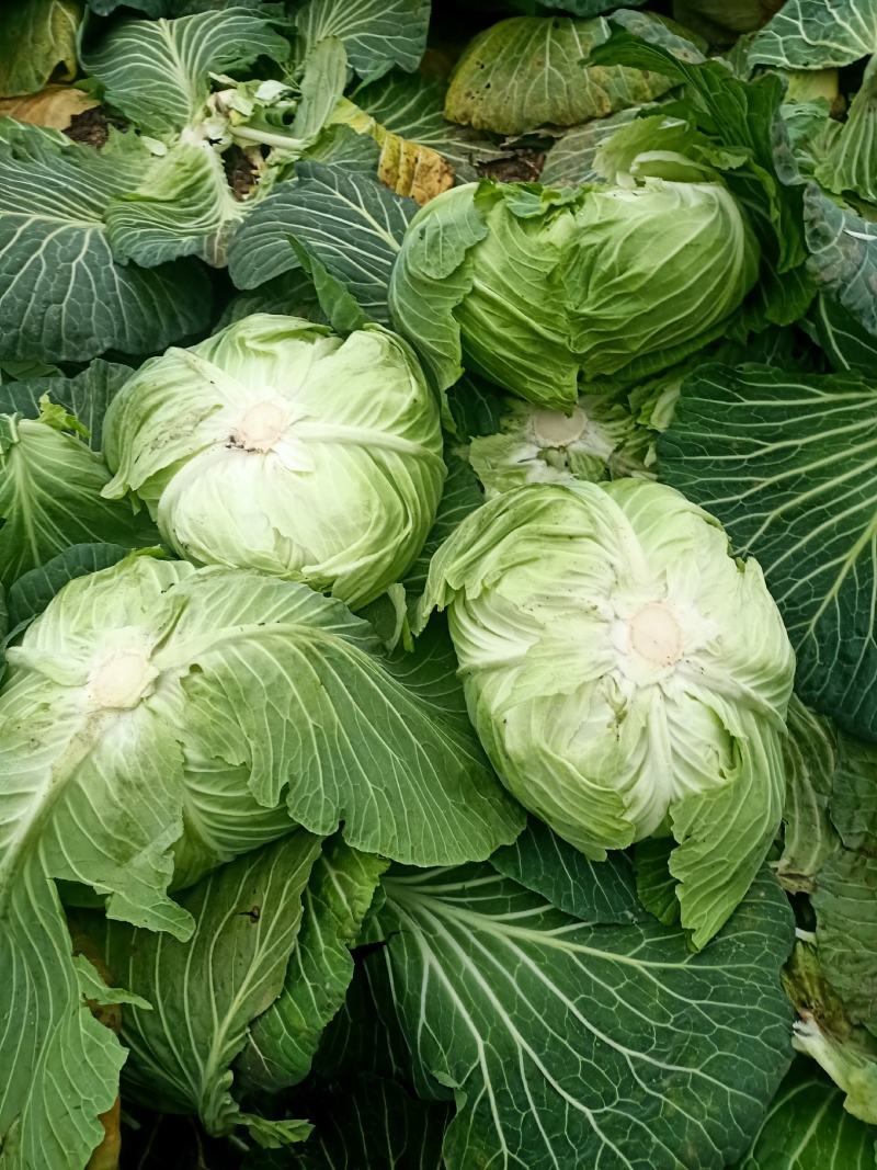 莲花白