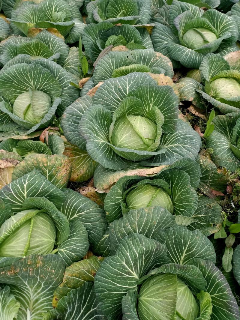 莲花白