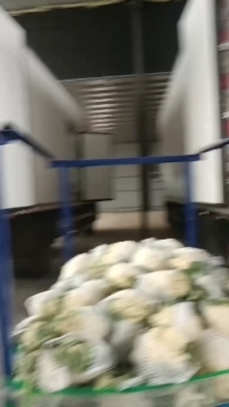 [热销]花菜松花菜有机花菜有机花菜花欢迎来电