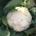 [热销]花菜松花菜有机花菜有机花菜花欢迎来电