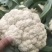 [热销]花菜松花菜有机花菜有机花菜花欢迎来电