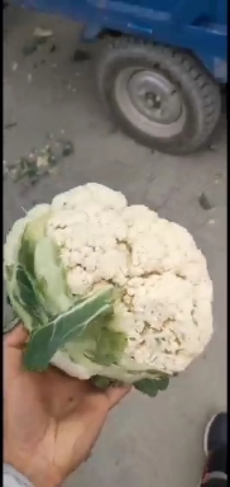[热销]花菜松花菜有机花菜有机花菜花欢迎来电